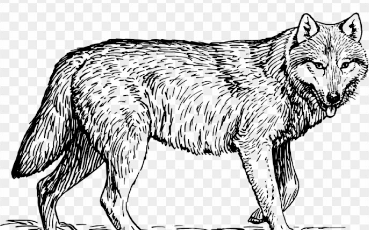 Wolf Coloring Pages